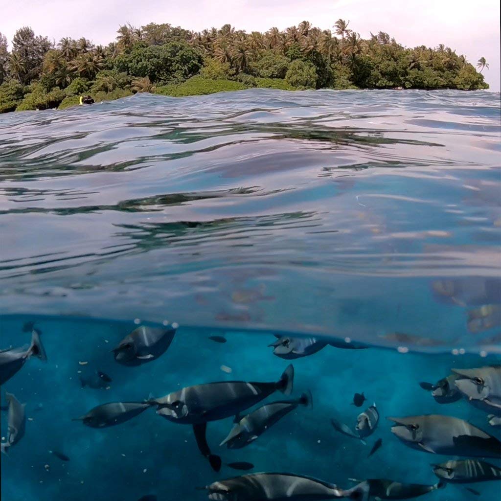 PolarPro - GoPro Hero 9/10/11/12 - Fifty-Fifty Dome - Sistem de calitate marină - impermeabil până la 10 metri - câmp vizual cu 30% mai mare - curățare sau schimbare fără unelte - PP-H9-FF