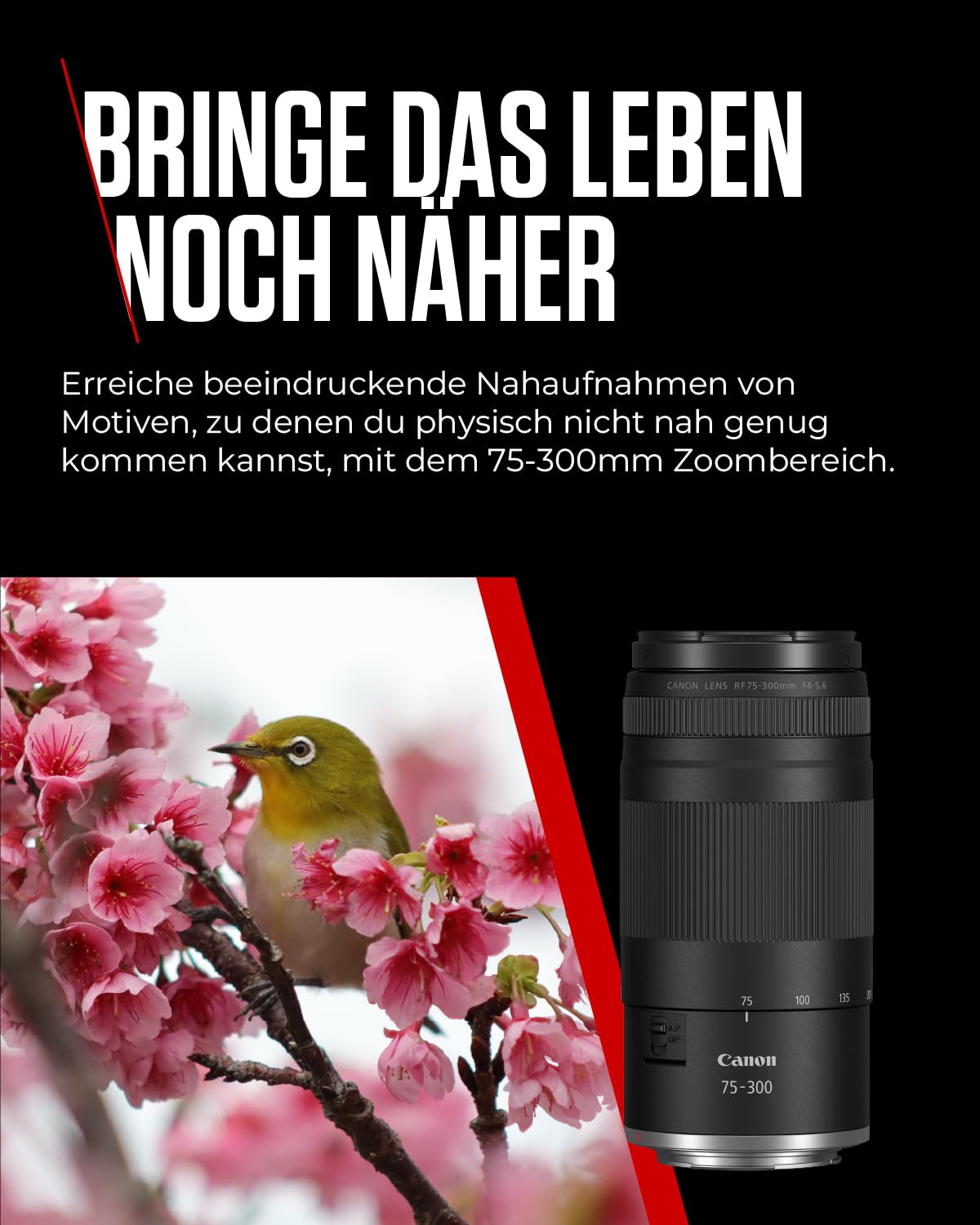 Canon RF 75-300mm F4-5.6 Lens | Lightweight telephoto zoom lens for wildlife & sports photography | With autofocus motor & Super Spectra coating | Compatible with Canon EOS R system cameras