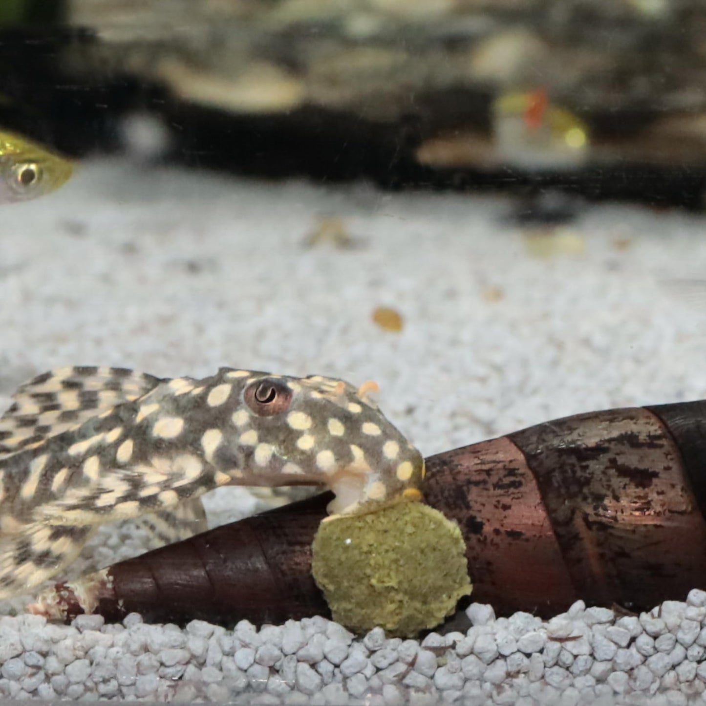 JBL Pronovo Pleco Wafer - 3133300