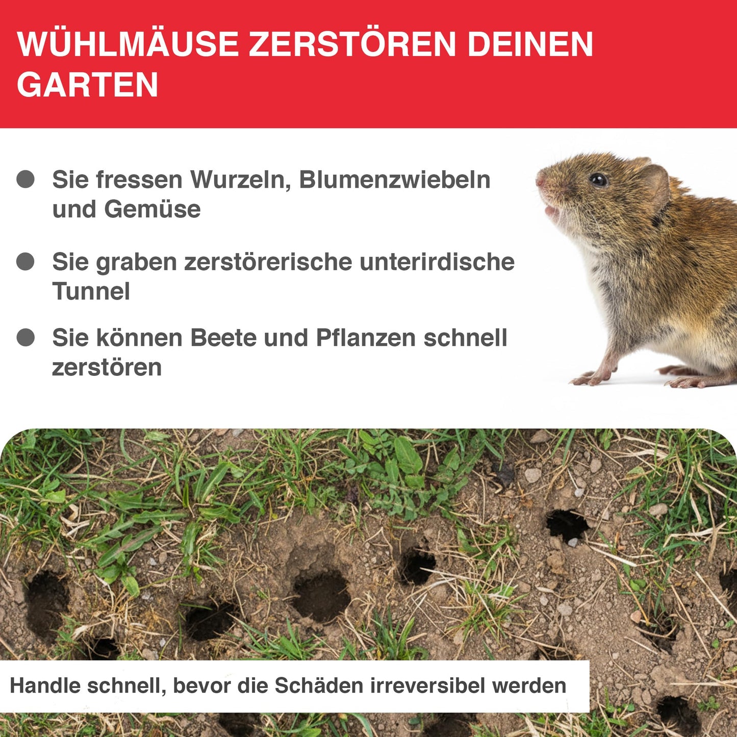 SWISSINNO vole trap PRO SuperCat incl. accessory set - efficient snap trap against field mice and voles, patented trigger mechanism, safe + reusable - 2 traps + 1 accessory set