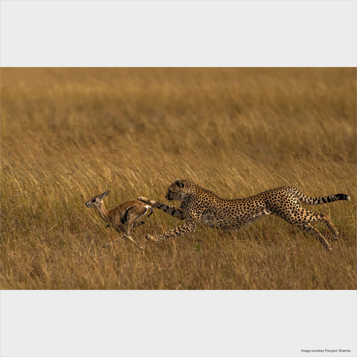 Sony SEL200600G – 200-600mm F5.6-6.3 G Telezoom for Full Frame & APS-C (large range, E-Mount, ideal for sports & wildlife, compatible with A7 series, ZV-E10, A6400, A6700) - SEL200600G.SYX
