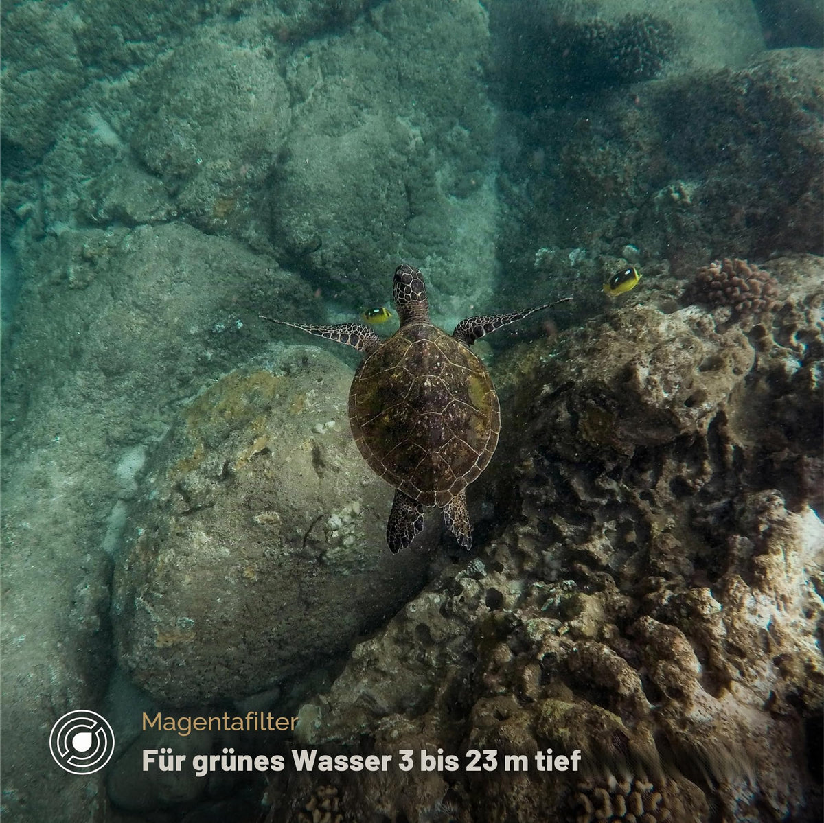 PolarPro - DiveMaster - for Hero 9/10/11 Black - Protective Housing - Quick and Secure - Capture Vibrant Colors in Blue, Green, and Shallow Waters - Diving - H9-1016