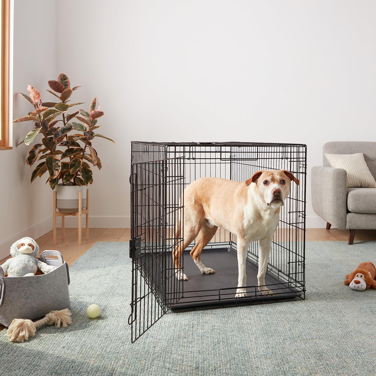 Amazon Basics Collapsible Dog Crate made of Wire with Floor Tray, Single Door, Black, L 122 x W 76 x H 83 cm - 9001N-48A