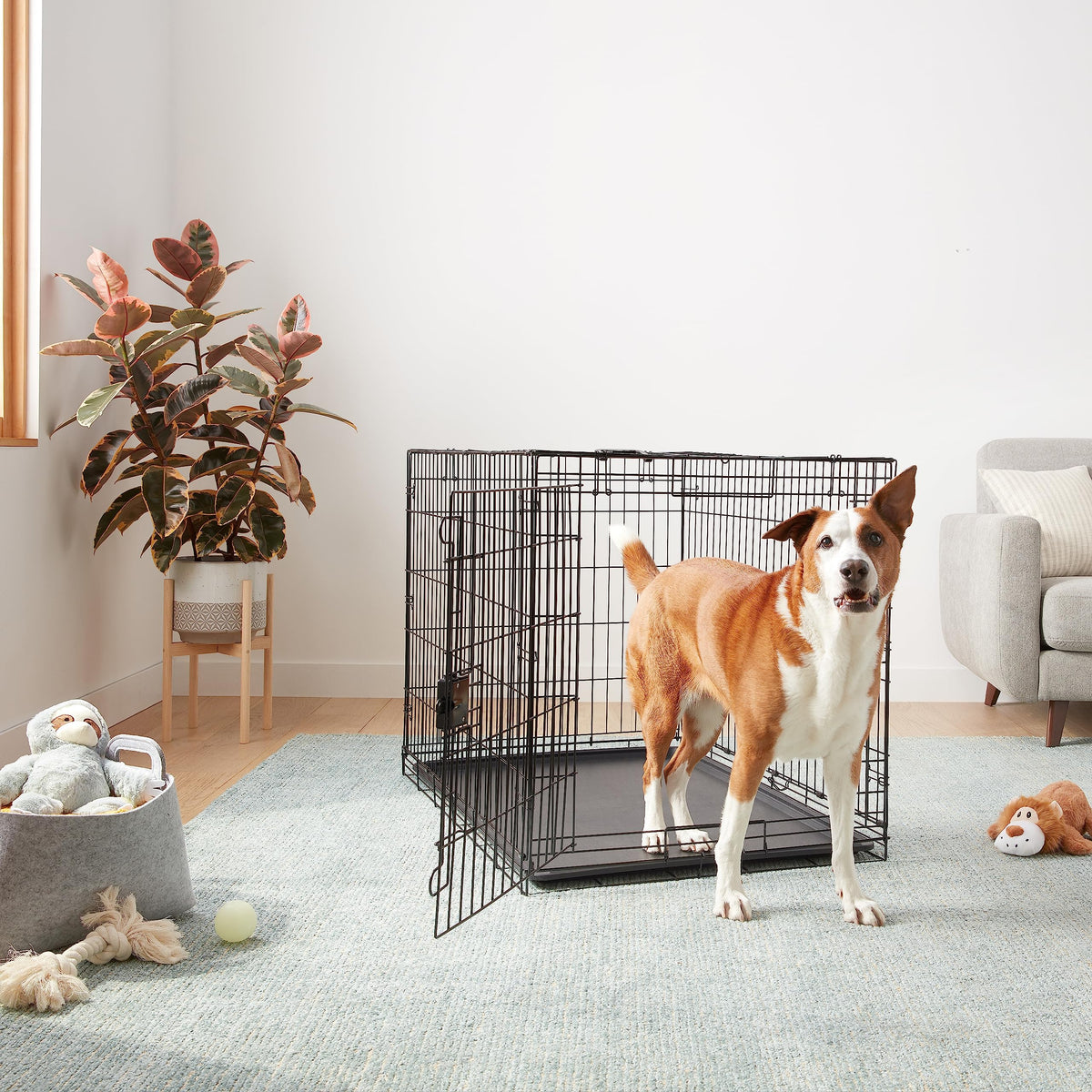 Amazon Basics Foldable Metal Wire Dog Crate with Floor Tray, Single Door, 106.7 x 71.1 x 76.2 cm (L x W x H), Black - 9001N-42A
