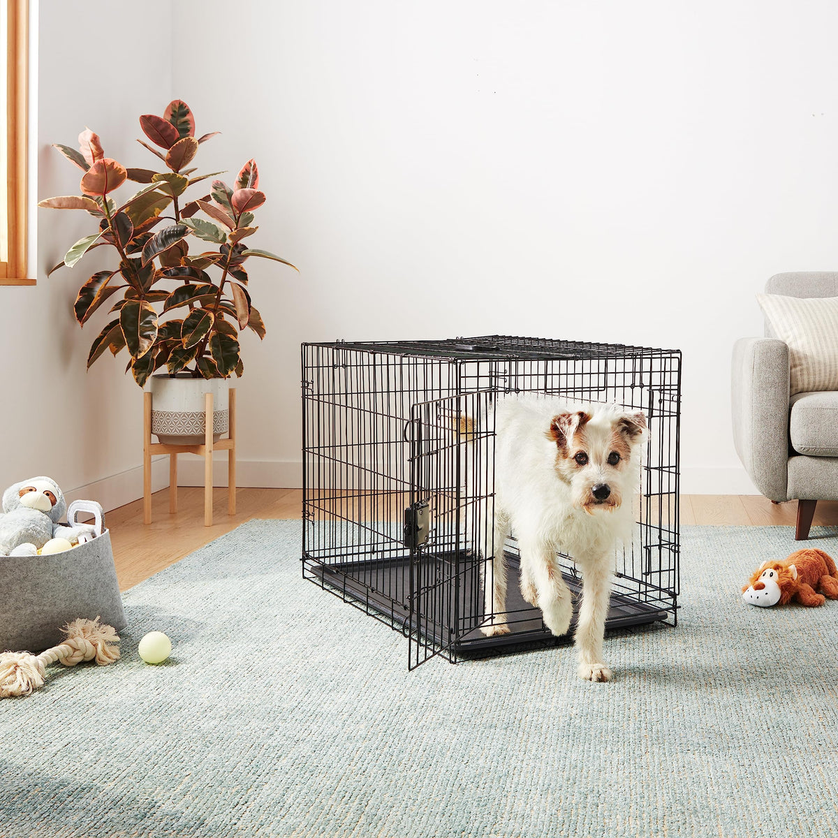 Amazon Basics Collapsible Dog Crate Made of Wire with Floor Tray, Single Door, Black, L 91 x W 58 x H 64 cm - 9001N-36A