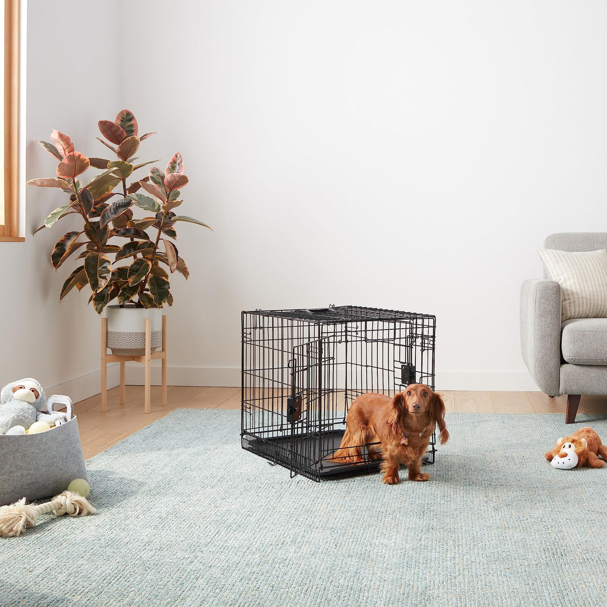 Amazon Basics Foldable Dog Cage made of Wire with Floor Tray, Double Door, Black, L 61 x W 46 x H 49 cm - 9001N-24B