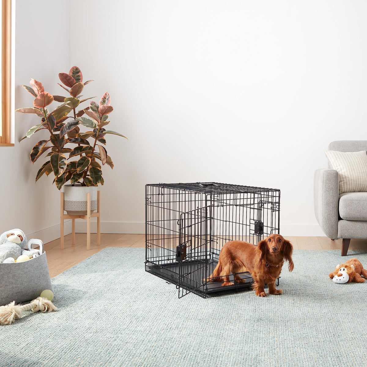 Amazon Basics Collapsible Dog Crate Made of Metal Wire with Floor Tray, Double Door, Black, L 76 x W 48 x H 53 cm - 9001N-30B